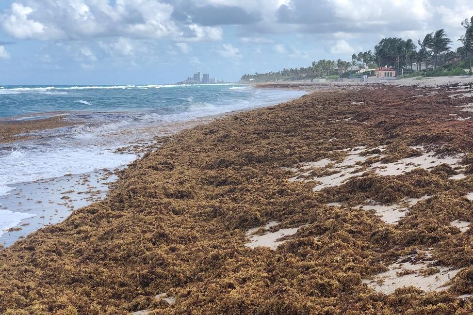 海滩，马尾藻，海藻，棕色微藻，弧菌，海洋塑料垃圾，公共卫生，佛罗里达州 